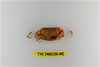 藏品(達觀澤蟹)的圖片